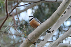 Pachycephala rufiventris