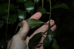 Leichhardtia flavescens