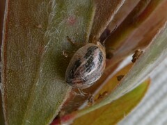 Paropsisterna semifumata