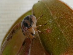 Paropsisterna semifumata