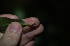 Leichhardtia flavescens