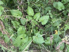 Viola hirta