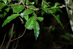 Diospyros pentamera