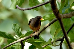 Turdus abyssinicus