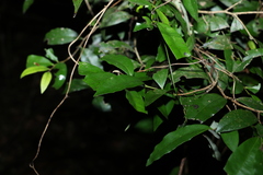 Diospyros pentamera