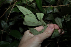 Diospyros pentamera