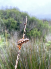 Hyperolius horstockii