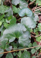 Asarum europaeum