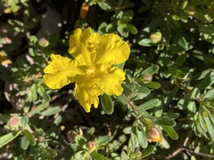 Hibbertia hypericoides