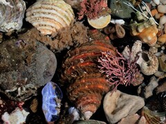 Monoplex parthenopeus