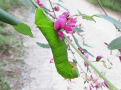 Clanis bilineata