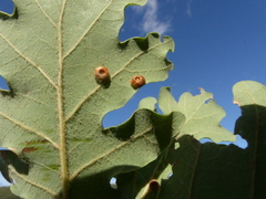 Neuroterus numismalis