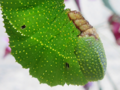 Clanis bilineata