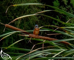 Alcedo atthis