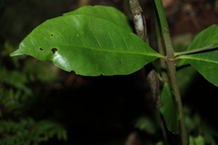 Atractocarpus benthamianus
