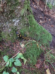 Salamandra salamandra