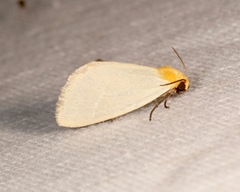 Chrysoecia thoracica