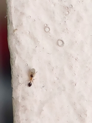 Monomorium floricola