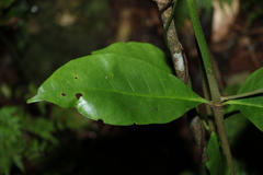 Atractocarpus benthamianus