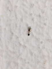 Monomorium floricola