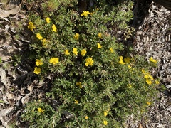 Hibbertia hypericoides