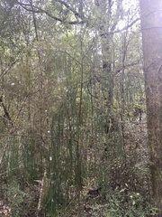 Dacrydium cupressinum