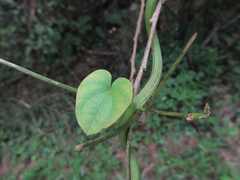 Dioscorea