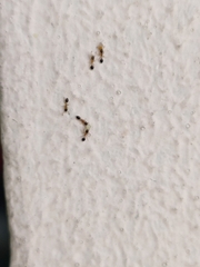 Monomorium floricola