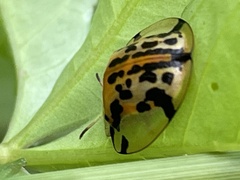 Aspidimorpha miliaris