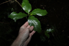Atractocarpus benthamianus