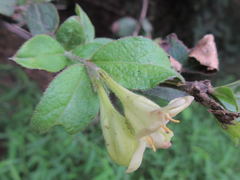 Weigela subsessilis
