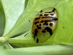 Aspidimorpha miliaris