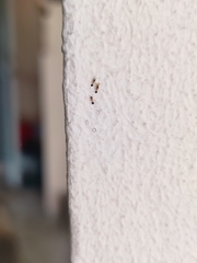 Monomorium floricola