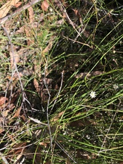 Actinotus minor