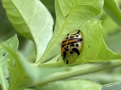 Aspidimorpha miliaris