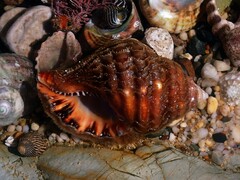 Monoplex parthenopeus