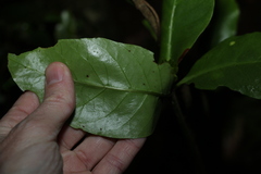 Atractocarpus benthamianus