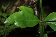 Atractocarpus benthamianus