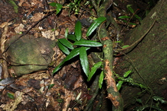 Carronia multisepalea