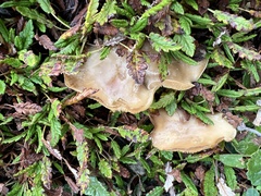Clitocybe dryadicola