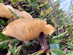 Clitocybe dryadicola