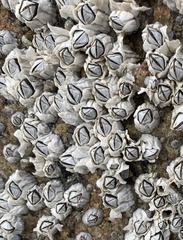 Semibalanus balanoides