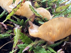 Clitocybe dryadicola