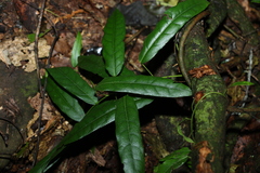 Carronia multisepalea