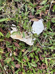 Clitocybe dryadicola