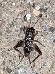 Velarifictorus micado