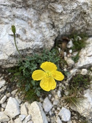 Papaver alpinum