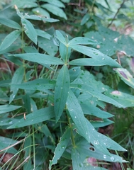 Polygonatum verticillatum