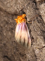 Eulithosia plesioglauca