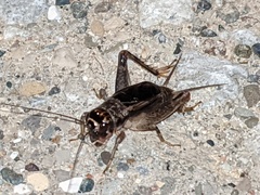 Velarifictorus micado